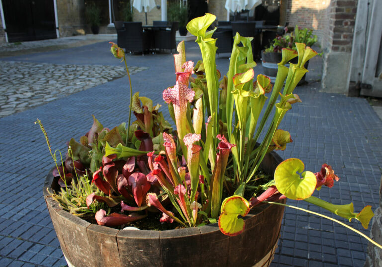 The Benefits of Carnivorous Plants for Mental Health