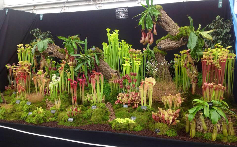 Chelsea Flower Show-Hampshire Carnivorous Plants