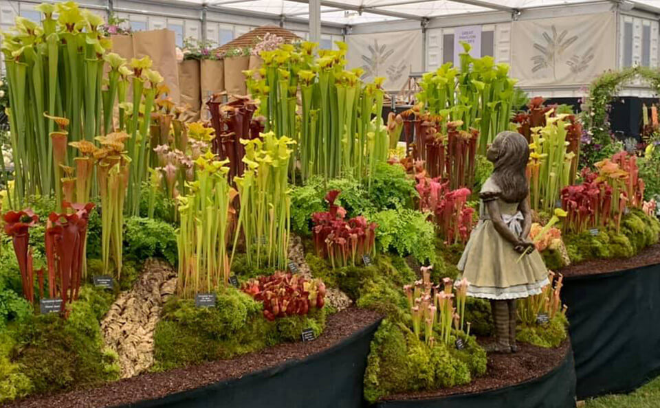 Chelsea Flower Show-Hampshire Carnivorous Plants
