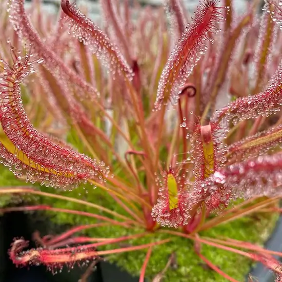Drosera capensis 'narrow red leaf' Potted