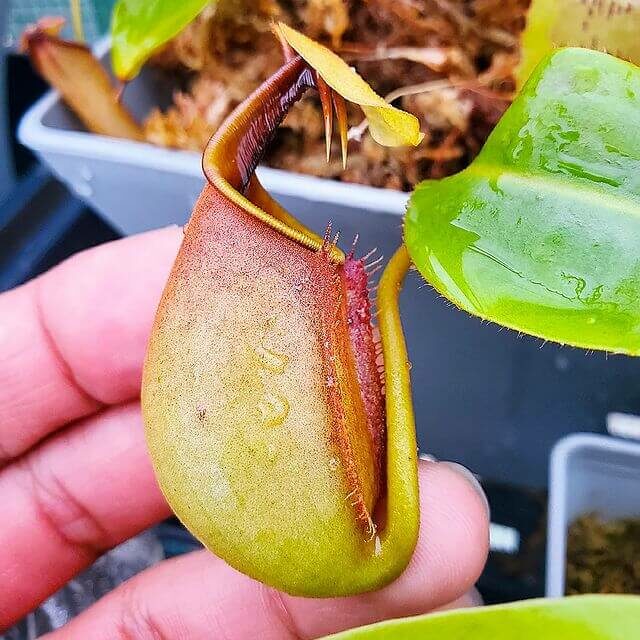 Nepenthes bicalcarata big size