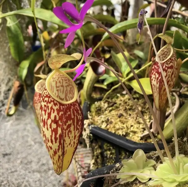 Nepenthes glabrata 