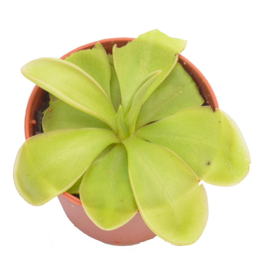 PINGUICULA MACROPHYLLA