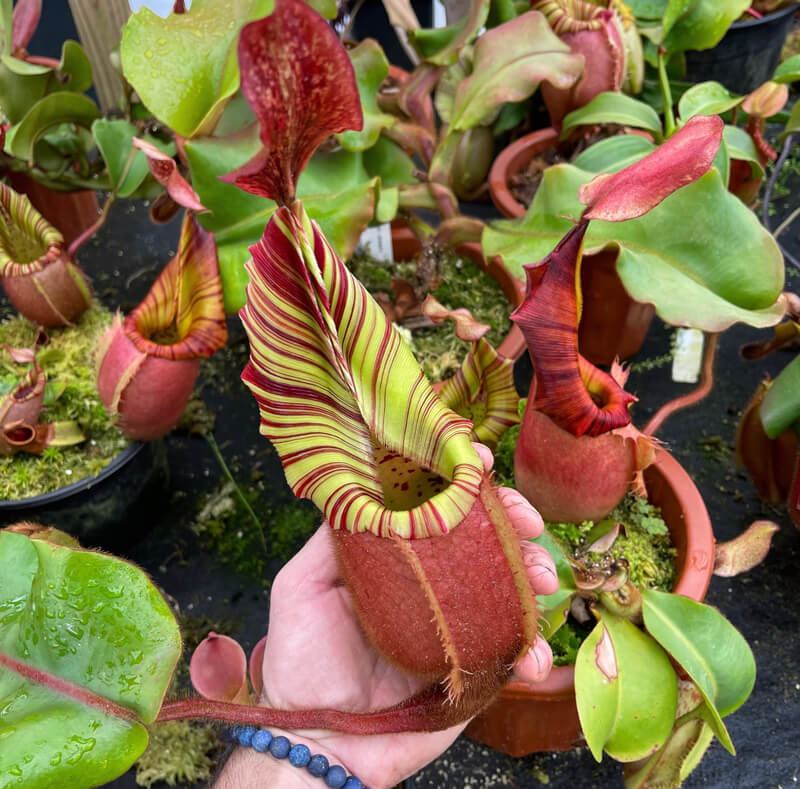 Redleaf exotics highland pitcher plants