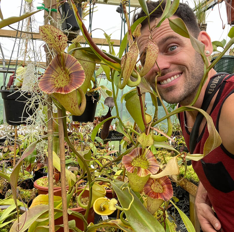 Redleaf exotics highland pitcher plants