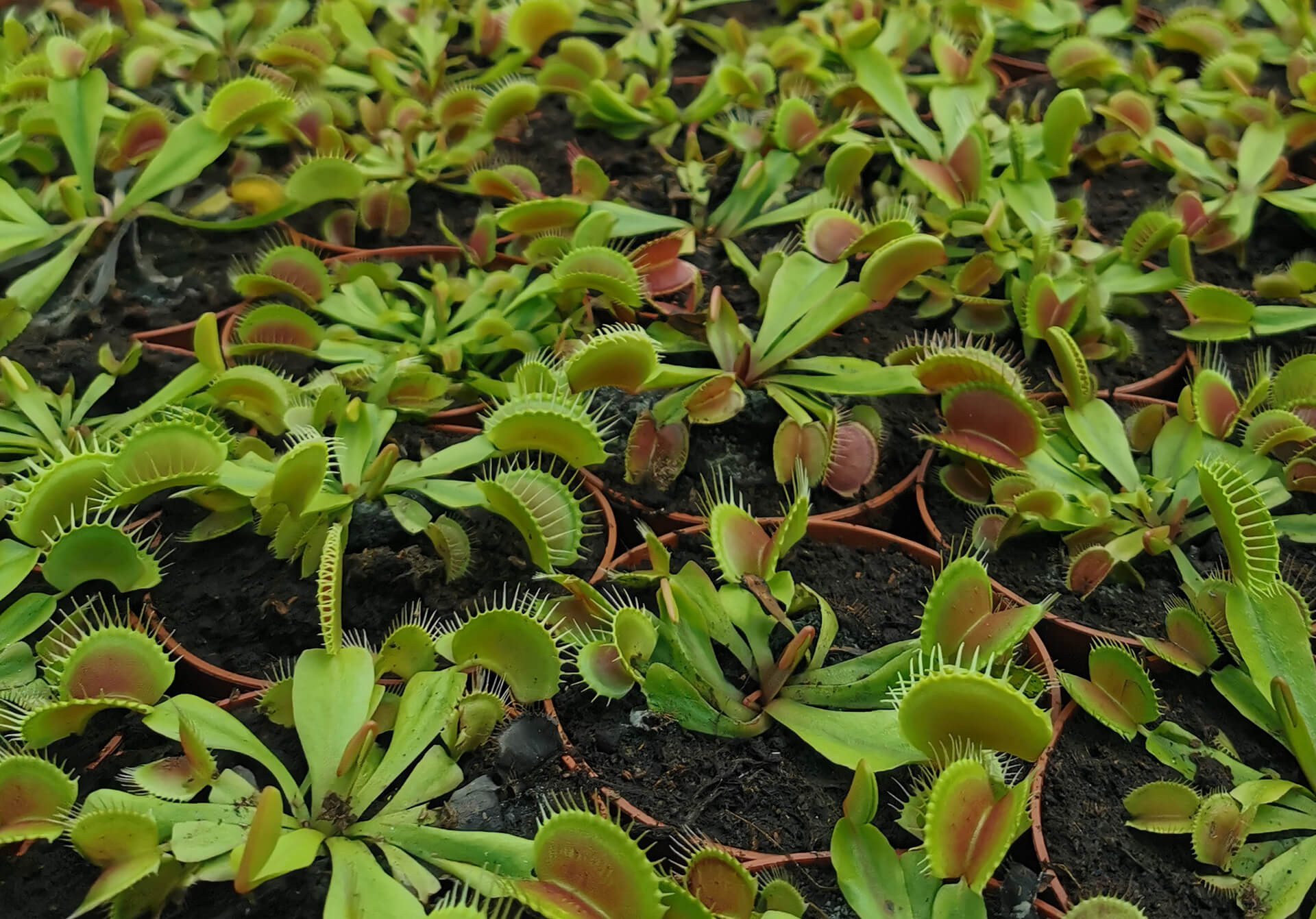 Venus Flytraps Carnivorous Plants