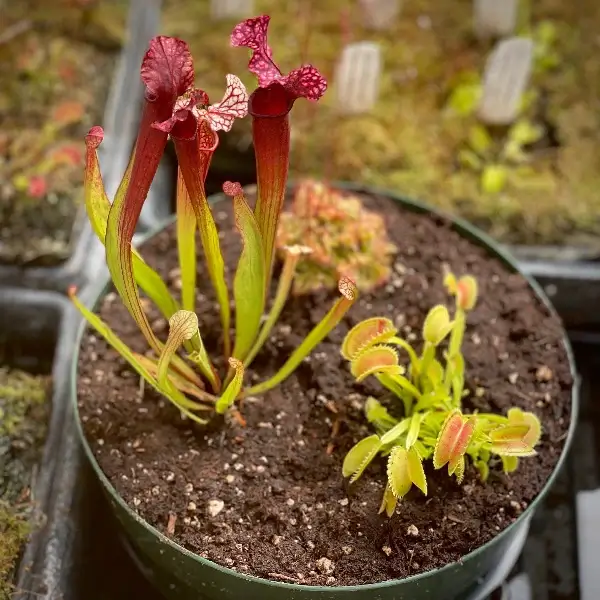 carnivorous plant mini bog (1)