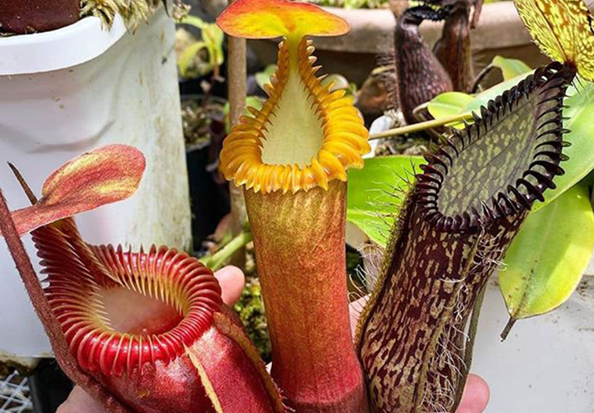 Nepenthes Hamta Nepenthes Edwardsiana Nepenthes Ventricosa