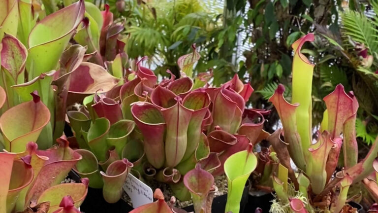 People With Carnivorous Plants