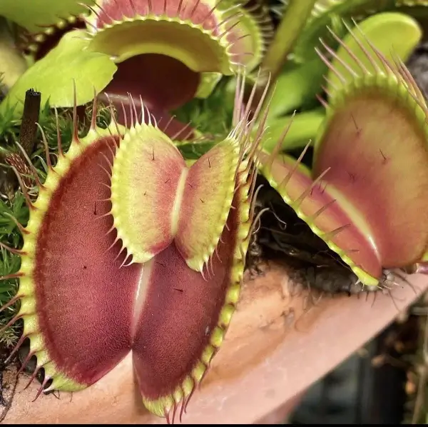 venus flytrap dionaea muscipula