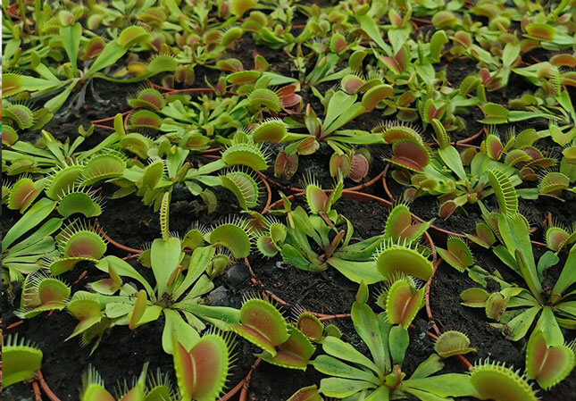 Venus Flytraps Carnivorous Plants